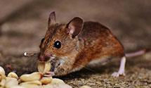 24 Hour & Emergency Exterminators in Des Plaines, IL